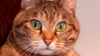 元祖モモキチ（猫）